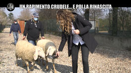 NINA: Quattro pecore rapite dalla fattoria didattica: "Le abbiamo mangiate per una festa" thumbnail