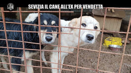 RAMAZZOTTI: Romano Troiani: donazioni e video choc. Sevizia il cane all'ex? thumbnail