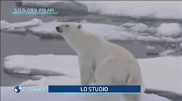 S.O.S. orsi polari thumbnail