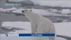 S.O.S. orsi polari
