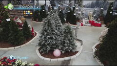 E-Garden: consigli per l'albero di Natale