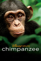 Trailer - Chimpanzee