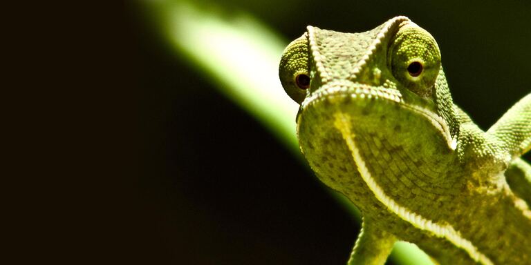 Focus Rapidi e letali - il mondo animale e la velocita'