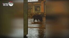 Roccaraso, i video dell'orso Juan Carrito thumbnail
