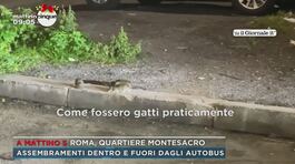 Roma, animali in strada per colpa dell'immondizia thumbnail