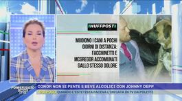 Francesco Facchinetti preso a pugni da McGregor - Le ultimissime thumbnail