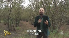 Parco nazionale del Vesuvio, ancora una discarica thumbnail