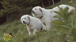 Cane Pastore Abruzzese, un amico di allevatori e lupi thumbnail