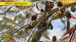 Paesi, paesaggi…l'olio EVO di Montefiascone thumbnail