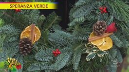Abete, il re del Natale: come fare le ghirlande thumbnail