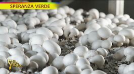 Speranza verde, i funghi coltivati con il fotovoltaico thumbnail
