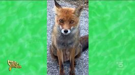 Dare da mangiare agli animali selvatici è sbagliato? thumbnail