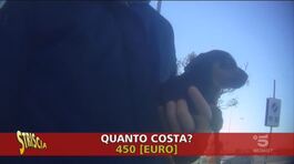 Spacciatore di cuccioli, ma non di razza thumbnail