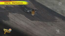Paesi, paesaggi…l'oro di Cetara: le alici thumbnail