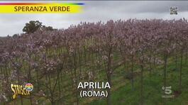 Paulownia, l'albero anti inquinamento thumbnail