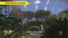 Giardini La Mortella a Forio d'Ischia (NA) thumbnail