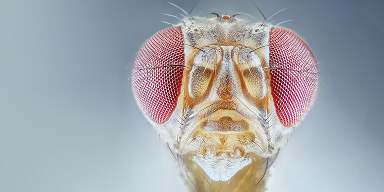Focus Macro mondi