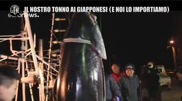 GOLIA: Cosa mangiamo quando compriamo tonno? Le quote, i contrabbandieri e il Giappone thumbnail