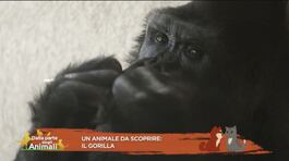 Un animale da scoprire: il gorilla thumbnail