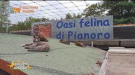 L'oasi felina di Pianoro thumbnail