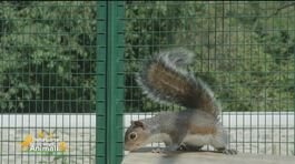 Ciop, Lilly e Pippo, i tre scoiattoli salvati dal cras Stella del nord thumbnail
