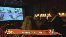 Pet Carpet Film Festival thumbnail