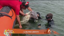 Il salvataggio di un cucciolo di delfino thumbnail