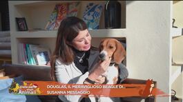 Douglas, il meraviglioso beagle di Susanna Messaggio thumbnail