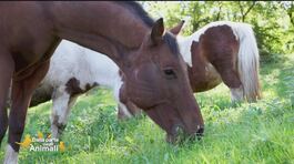Linda e Kid due cavalli inseparabili thumbnail