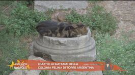 I gatti della colonia di Torre Argentina thumbnail