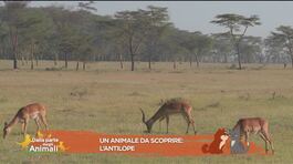 Un animale da scoprire: l'antilope thumbnail