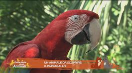 Un animale da scoprire: il pappagallo thumbnail