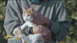 Il gatto Figaro, curato dopo un investimento, cerca casa thumbnail