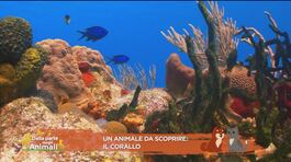 Un animale da scoprire: il corallo thumbnail