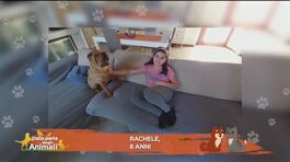 Perchè ai cani piace tanto salire sul divano? thumbnail
