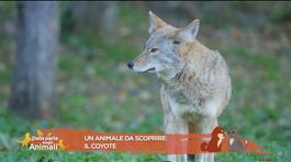 Un animale da scoprire: il coyote thumbnail