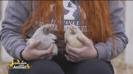 Islanda e Giamaica, due gallinelle in cerca di una famiglia thumbnail