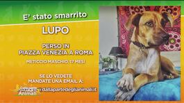L'appello per Lupo, disperso a Roma thumbnail