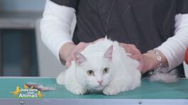 Le patologie del manto del gatto: la forfora thumbnail