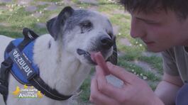 La realtà di Sampa Dogs, cani e umani che si aiutano a vicenda thumbnail