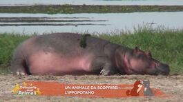 Un animale da scoprire: l'ippopotamo thumbnail