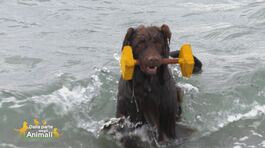 Hola un cane d'acqua portoghese thumbnail