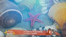 Un animale da scoprire: la stella marina thumbnail