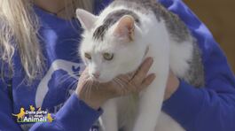 Bianchina, una giovane gatta in cerca di casa thumbnail