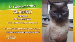 Aladino, gatto smarrito in provincia di Varese thumbnail