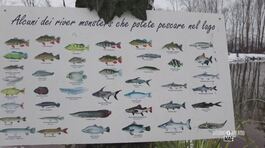 Pesci tropicali in Lomellina thumbnail