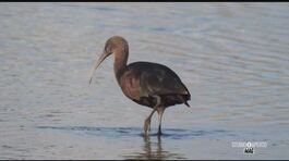 Una riserva naturale dove s'incontrano specie rare e bellissime thumbnail