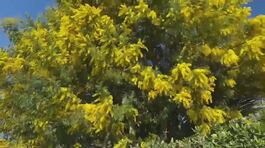 Clima pazzo, alberi già in fiore thumbnail