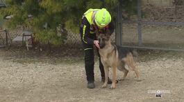 Padova, i cani del soccorso alpino thumbnail