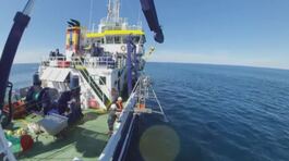 Balene, stop alla caccia in Islanda thumbnail